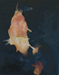 AbstractPainting